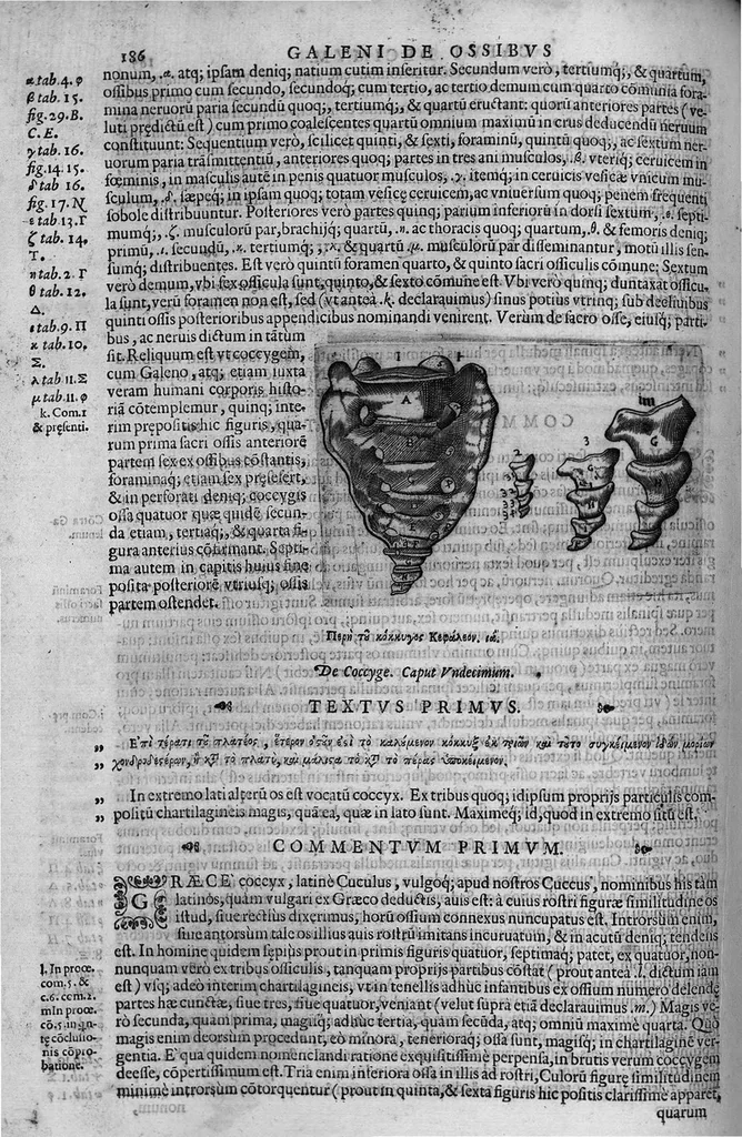 An illustration from Joan. Philippi Ingrassiae,... In Galeni librum de Ossibus... commentaria, nunc primum sedulo in lucem edita... quibus appositus est graecus Galeni contextus, una cum nova et fideli ejusdem Ingrassiae in latinum versione, 1603, leaf 191
