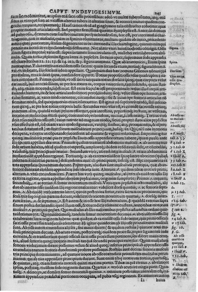 An illustration from Joan. Philippi Ingrassiae,... In Galeni librum de Ossibus... commentaria, nunc primum sedulo in lucem edita... quibus appositus est graecus Galeni contextus, una cum nova et fideli ejusdem Ingrassiae in latinum versione, 1603, leaf 248