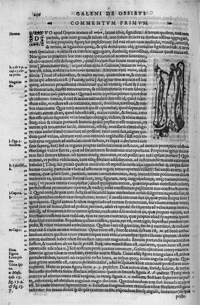 An illustration from Joan. Philippi Ingrassiae,... In Galeni librum de Ossibus... commentaria, nunc primum sedulo in lucem edita... quibus appositus est graecus Galeni contextus, una cum nova et fideli ejusdem Ingrassiae in latinum versione, 1603, leaf 261