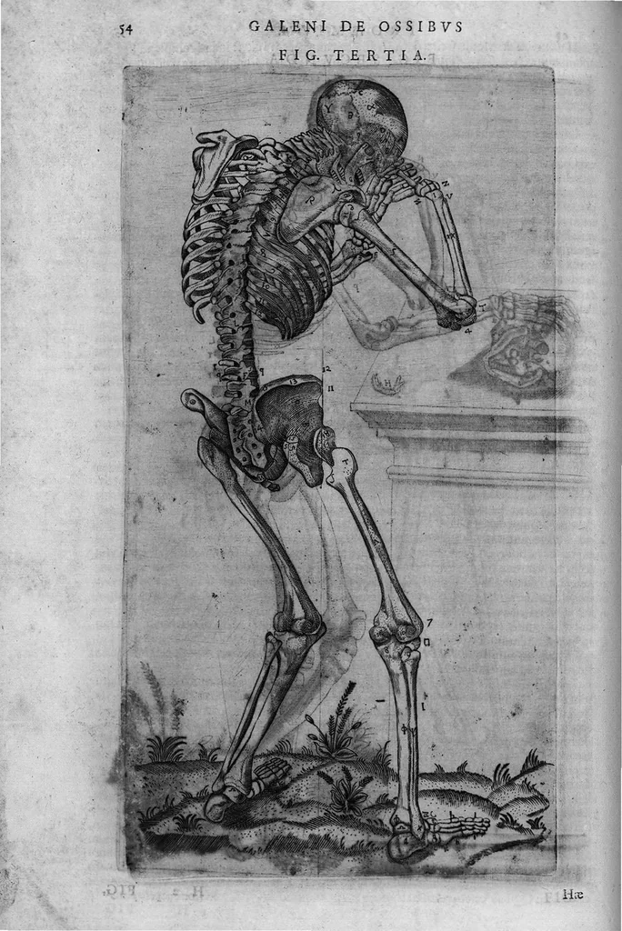 An illustration from Joan. Philippi Ingrassiae,... In Galeni librum de Ossibus... commentaria, nunc primum sedulo in lucem edita... quibus appositus est graecus Galeni contextus, una cum nova et fideli ejusdem Ingrassiae in latinum versione, 1603, leaf 59