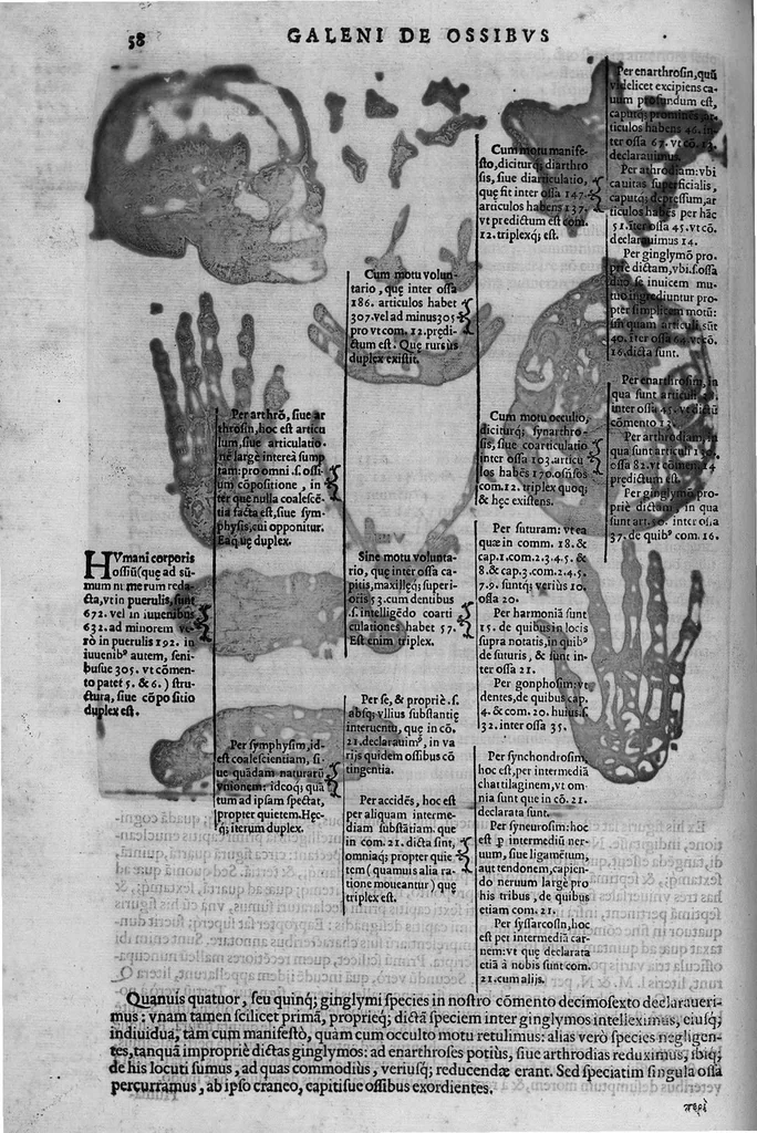 An illustration from Joan. Philippi Ingrassiae,... In Galeni librum de Ossibus... commentaria, nunc primum sedulo in lucem edita... quibus appositus est graecus Galeni contextus, una cum nova et fideli ejusdem Ingrassiae in latinum versione, 1603, leaf 63
