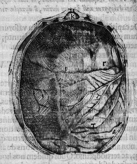 An illustration from Joan. Philippi Ingrassiae,... In Galeni librum de Ossibus... commentaria, nunc primum sedulo in lucem edita... quibus appositus est graecus Galeni contextus, una cum nova et fideli ejusdem Ingrassiae in latinum versione, 1603, leaf 95