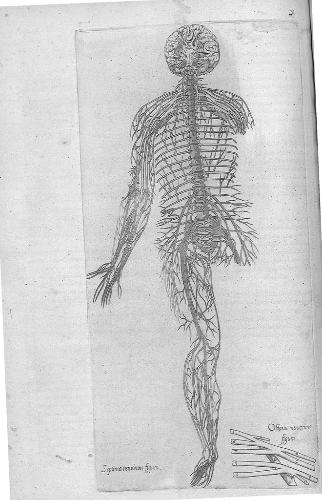 An illustration from Anatomes totius, aere insculpta delineatio, cui addita est Epitome, innumeris mendis repurgata, quam de corporis humani conscripsit... And. Vesalius. Eique accessit partium corporis tum simplicium tum compositarum brevis elucidatio, per Jacobum Grevinum, 1565, leaf 101