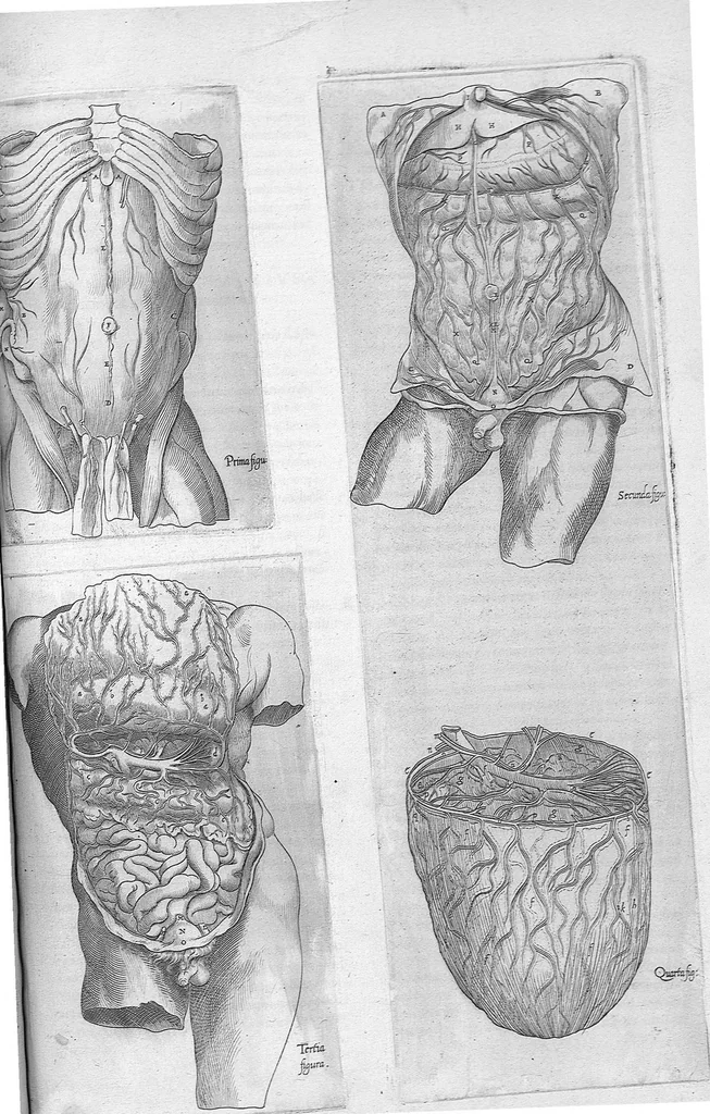 An illustration from Anatomes totius, aere insculpta delineatio, cui addita est Epitome, innumeris mendis repurgata, quam de corporis humani conscripsit... And. Vesalius. Eique accessit partium corporis tum simplicium tum compositarum brevis elucidatio, per Jacobum Grevinum, 1565, leaf 104