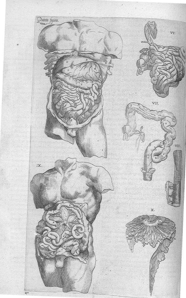 An illustration from Anatomes totius, aere insculpta delineatio, cui addita est Epitome, innumeris mendis repurgata, quam de corporis humani conscripsit... And. Vesalius. Eique accessit partium corporis tum simplicium tum compositarum brevis elucidatio, per Jacobum Grevinum, 1565, leaf 107