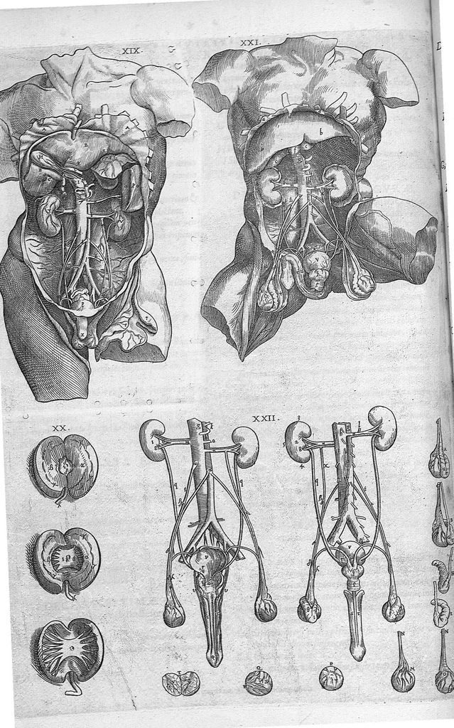 An illustration from Anatomes totius, aere insculpta delineatio, cui addita est Epitome, innumeris mendis repurgata, quam de corporis humani conscripsit... And. Vesalius. Eique accessit partium corporis tum simplicium tum compositarum brevis elucidatio, per Jacobum Grevinum, 1565, leaf 113