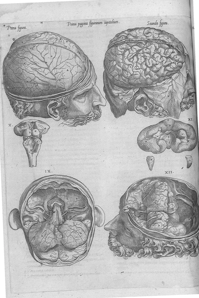 An illustration from Anatomes totius, aere insculpta delineatio, cui addita est Epitome, innumeris mendis repurgata, quam de corporis humani conscripsit... And. Vesalius. Eique accessit partium corporis tum simplicium tum compositarum brevis elucidatio, per Jacobum Grevinum, 1565, leaf 116