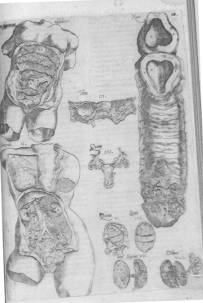 An illustration from Anatomes totius, aere insculpta delineatio, cui addita est Epitome, innumeris mendis repurgata, quam de corporis humani conscripsit... And. Vesalius. Eique accessit partium corporis tum simplicium tum compositarum brevis elucidatio, per Jacobum Grevinum, 1565, leaf 119