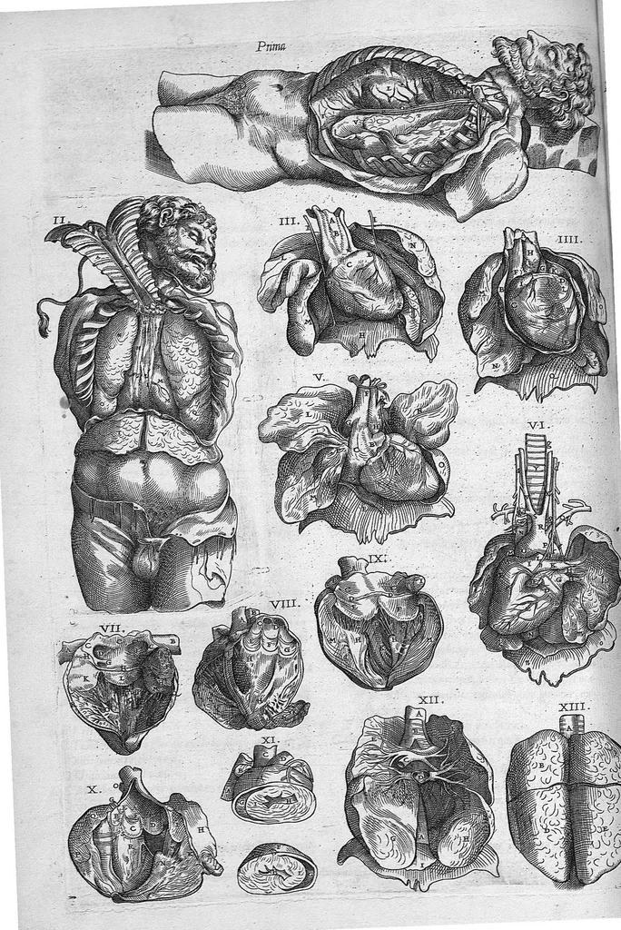 An illustration from Anatomes totius, aere insculpta delineatio, cui addita est Epitome, innumeris mendis repurgata, quam de corporis humani conscripsit... And. Vesalius. Eique accessit partium corporis tum simplicium tum compositarum brevis elucidatio, per Jacobum Grevinum, 1565, leaf 122