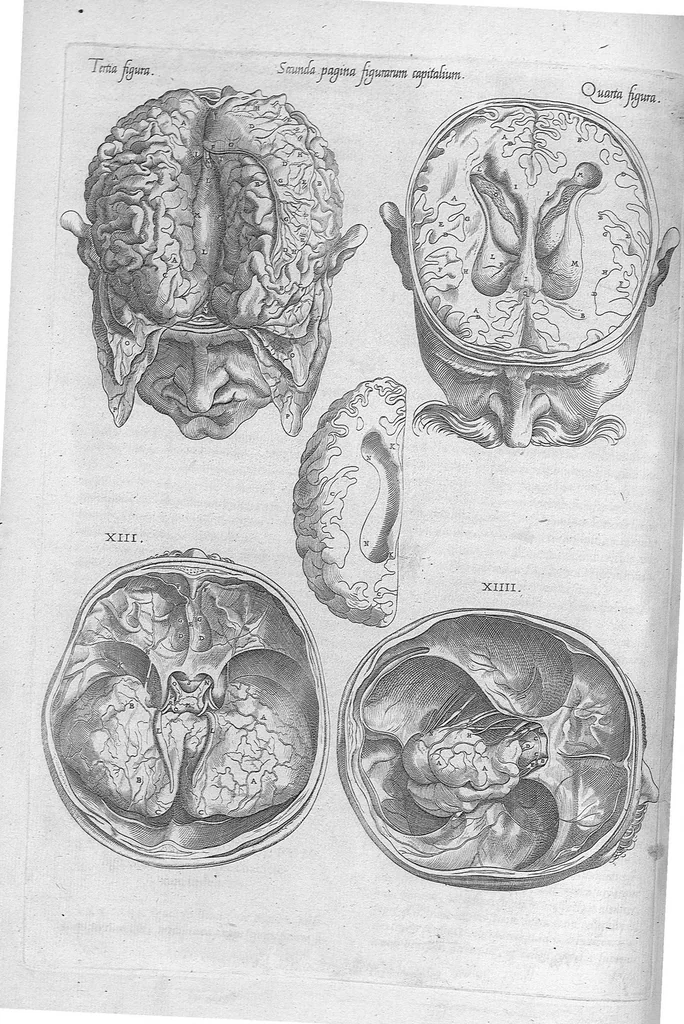 An illustration from Anatomes totius, aere insculpta delineatio, cui addita est Epitome, innumeris mendis repurgata, quam de corporis humani conscripsit... And. Vesalius. Eique accessit partium corporis tum simplicium tum compositarum brevis elucidatio, per Jacobum Grevinum, 1565, leaf 129