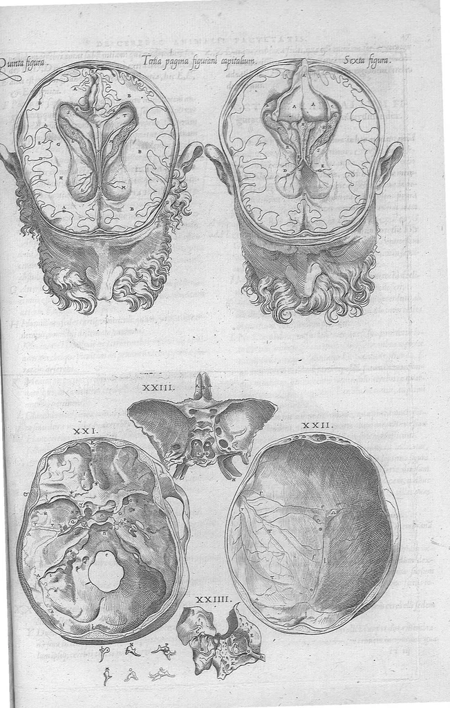 An illustration from Anatomes totius, aere insculpta delineatio, cui addita est Epitome, innumeris mendis repurgata, quam de corporis humani conscripsit... And. Vesalius. Eique accessit partium corporis tum simplicium tum compositarum brevis elucidatio, per Jacobum Grevinum, 1565, leaf 132
