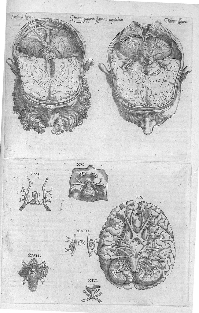An illustration from Anatomes totius, aere insculpta delineatio, cui addita est Epitome, innumeris mendis repurgata, quam de corporis humani conscripsit... And. Vesalius. Eique accessit partium corporis tum simplicium tum compositarum brevis elucidatio, per Jacobum Grevinum, 1565, leaf 135