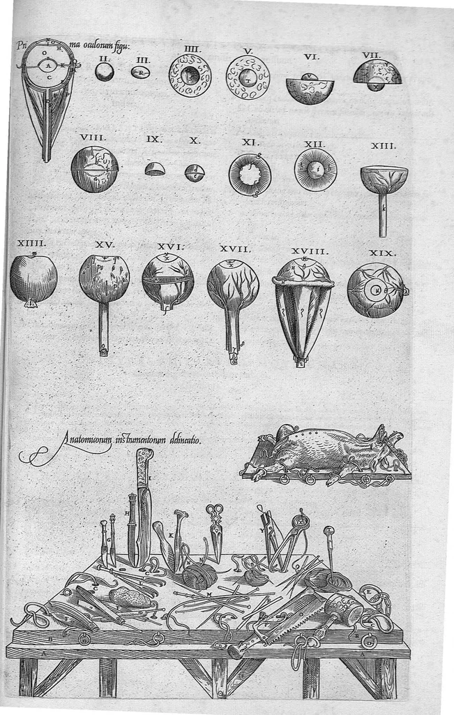 An illustration from Anatomes totius, aere insculpta delineatio, cui addita est Epitome, innumeris mendis repurgata, quam de corporis humani conscripsit... And. Vesalius. Eique accessit partium corporis tum simplicium tum compositarum brevis elucidatio, per Jacobum Grevinum, 1565, leaf 140