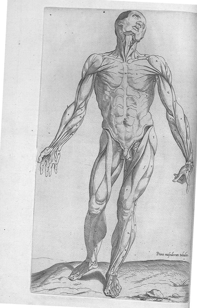 An illustration from Anatomes totius, aere insculpta delineatio, cui addita est Epitome, innumeris mendis repurgata, quam de corporis humani conscripsit... And. Vesalius. Eique accessit partium corporis tum simplicium tum compositarum brevis elucidatio, per Jacobum Grevinum, 1565, leaf 25