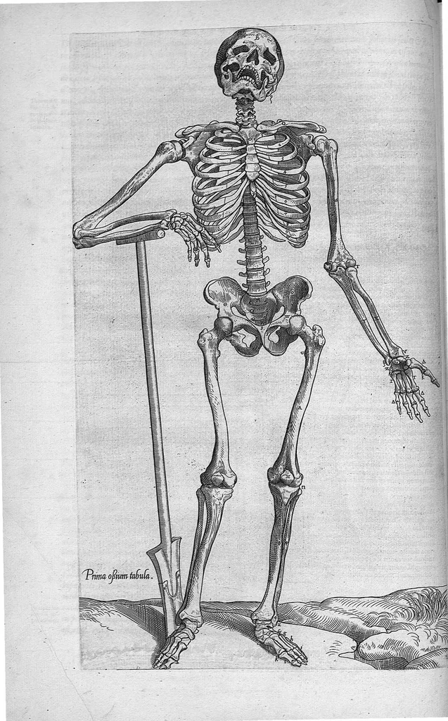 An illustration from Anatomes totius, aere insculpta delineatio, cui addita est Epitome, innumeris mendis repurgata, quam de corporis humani conscripsit... And. Vesalius. Eique accessit partium corporis tum simplicium tum compositarum brevis elucidatio, per Jacobum Grevinum, 1565, leaf 28