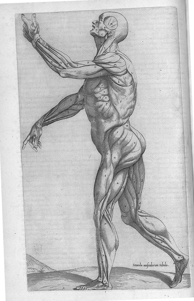 An illustration from Anatomes totius, aere insculpta delineatio, cui addita est Epitome, innumeris mendis repurgata, quam de corporis humani conscripsit... And. Vesalius. Eique accessit partium corporis tum simplicium tum compositarum brevis elucidatio, per Jacobum Grevinum, 1565, leaf 35