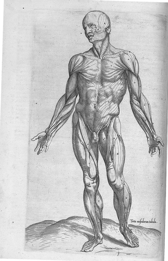 An illustration from Anatomes totius, aere insculpta delineatio, cui addita est Epitome, innumeris mendis repurgata, quam de corporis humani conscripsit... And. Vesalius. Eique accessit partium corporis tum simplicium tum compositarum brevis elucidatio, per Jacobum Grevinum, 1565, leaf 38