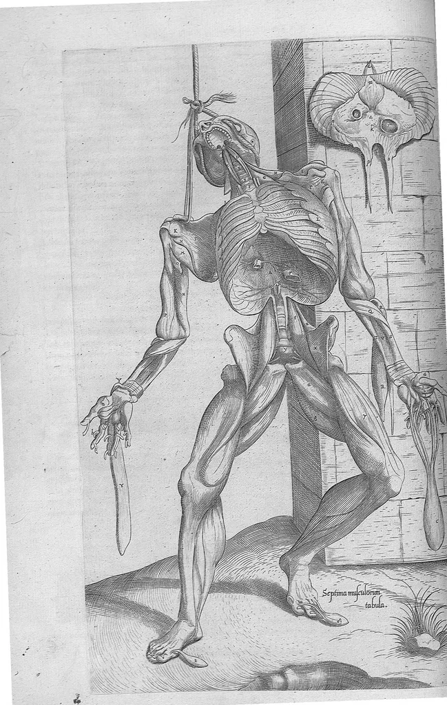 An illustration from Anatomes totius, aere insculpta delineatio, cui addita est Epitome, innumeris mendis repurgata, quam de corporis humani conscripsit... And. Vesalius. Eique accessit partium corporis tum simplicium tum compositarum brevis elucidatio, per Jacobum Grevinum, 1565, leaf 49