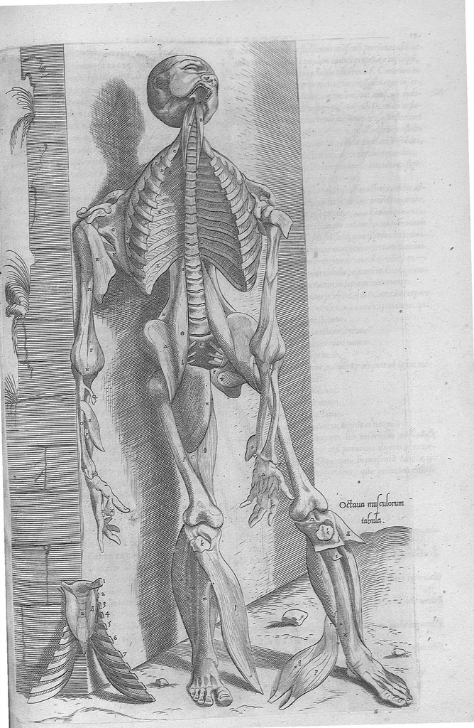 An illustration from Anatomes totius, aere insculpta delineatio, cui addita est Epitome, innumeris mendis repurgata, quam de corporis humani conscripsit... And. Vesalius. Eique accessit partium corporis tum simplicium tum compositarum brevis elucidatio, per Jacobum Grevinum, 1565, leaf 51