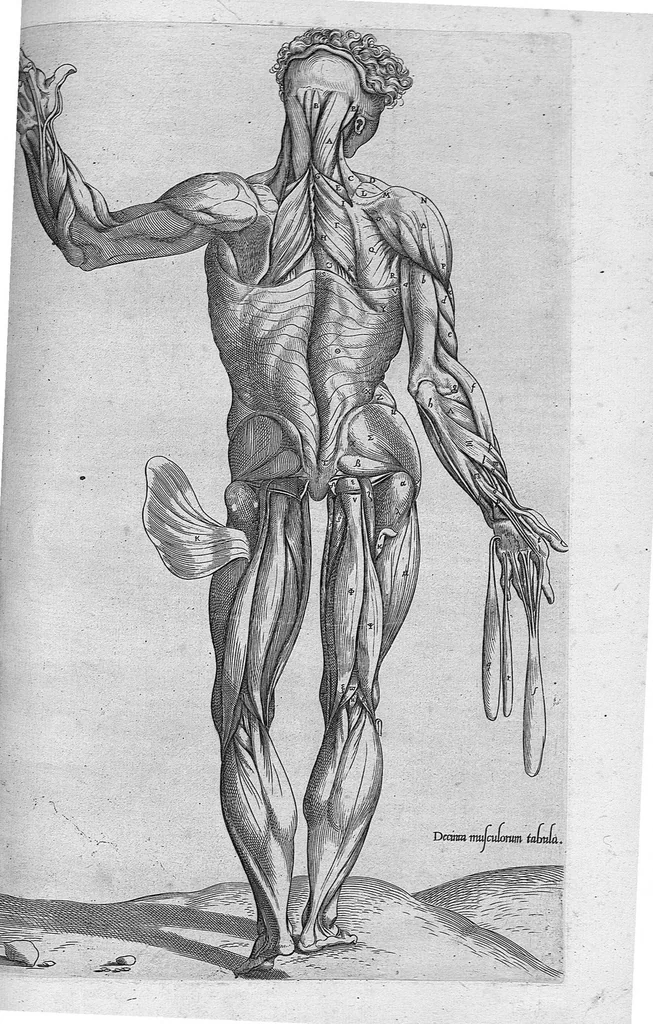An illustration from Anatomes totius, aere insculpta delineatio, cui addita est Epitome, innumeris mendis repurgata, quam de corporis humani conscripsit... And. Vesalius. Eique accessit partium corporis tum simplicium tum compositarum brevis elucidatio, per Jacobum Grevinum, 1565, leaf 57