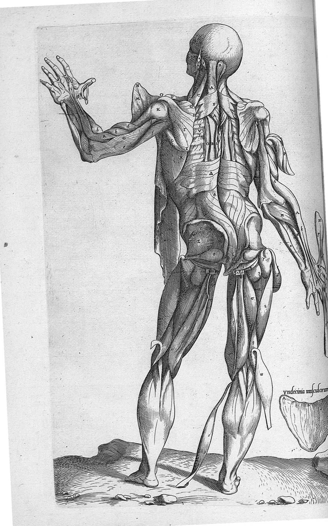 An illustration from Anatomes totius, aere insculpta delineatio, cui addita est Epitome, innumeris mendis repurgata, quam de corporis humani conscripsit... And. Vesalius. Eique accessit partium corporis tum simplicium tum compositarum brevis elucidatio, per Jacobum Grevinum, 1565, leaf 58
