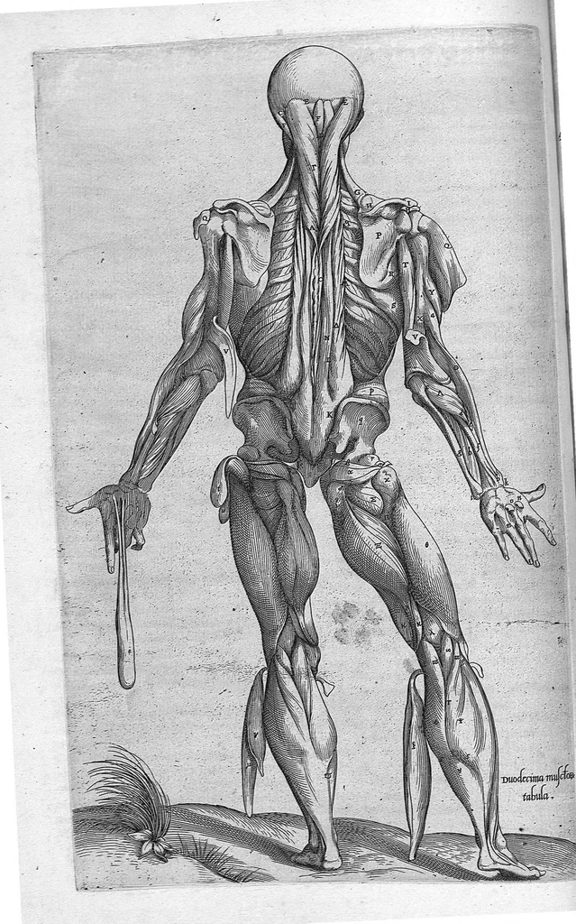 An illustration from Anatomes totius, aere insculpta delineatio, cui addita est Epitome, innumeris mendis repurgata, quam de corporis humani conscripsit... And. Vesalius. Eique accessit partium corporis tum simplicium tum compositarum brevis elucidatio, per Jacobum Grevinum, 1565, leaf 61