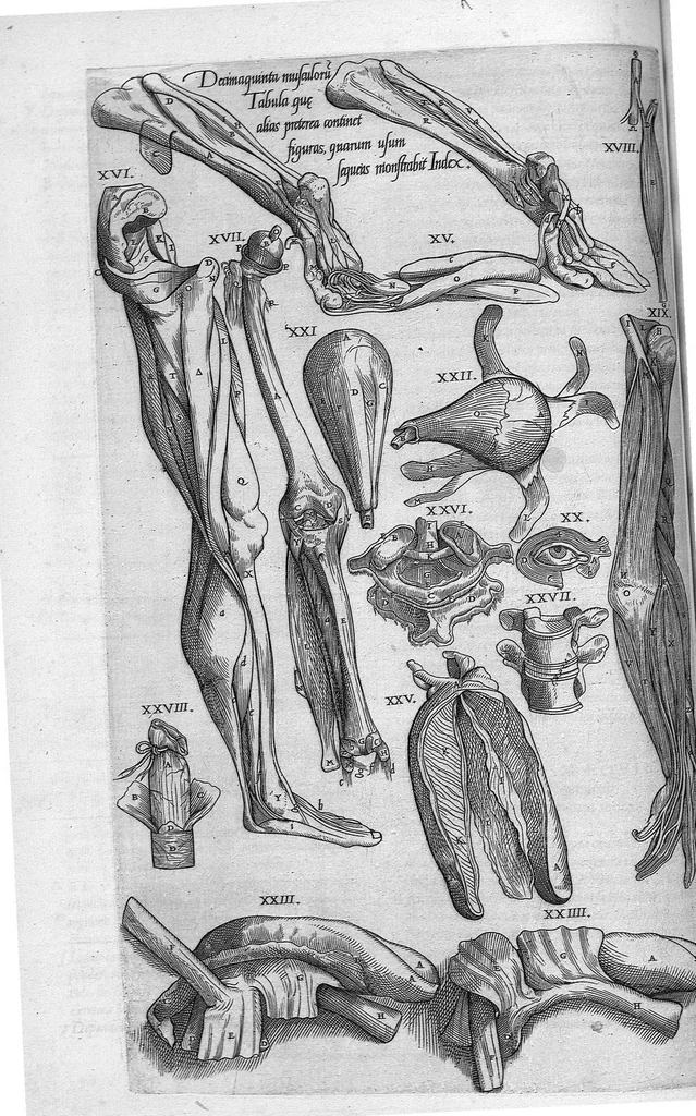 An illustration from Anatomes totius, aere insculpta delineatio, cui addita est Epitome, innumeris mendis repurgata, quam de corporis humani conscripsit... And. Vesalius. Eique accessit partium corporis tum simplicium tum compositarum brevis elucidatio, per Jacobum Grevinum, 1565, leaf 67
