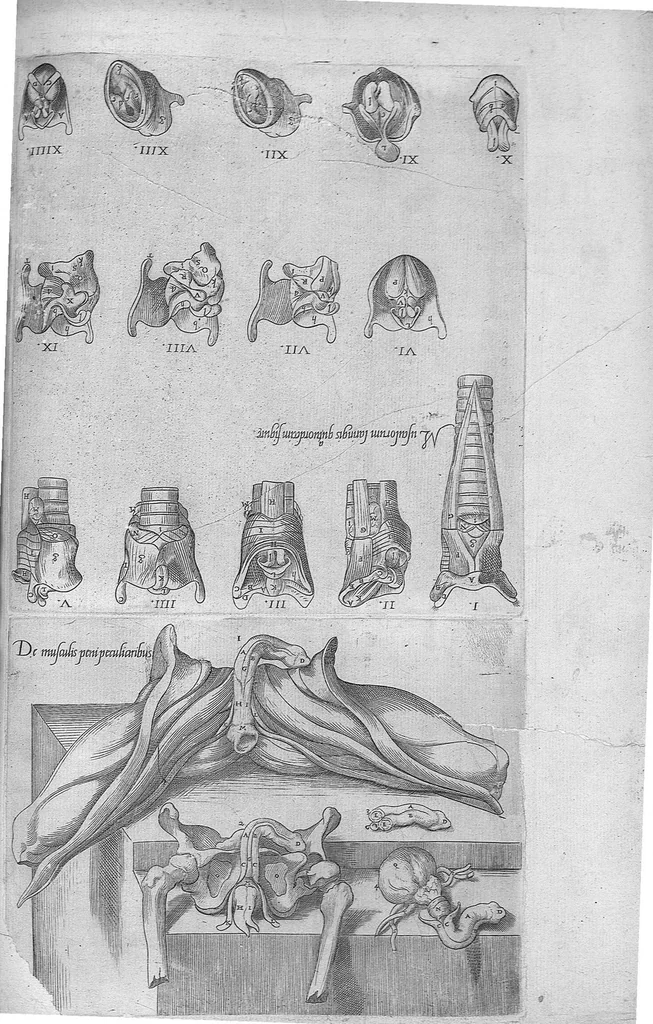 An illustration from Anatomes totius, aere insculpta delineatio, cui addita est Epitome, innumeris mendis repurgata, quam de corporis humani conscripsit... And. Vesalius. Eique accessit partium corporis tum simplicium tum compositarum brevis elucidatio, per Jacobum Grevinum, 1565, leaf 72