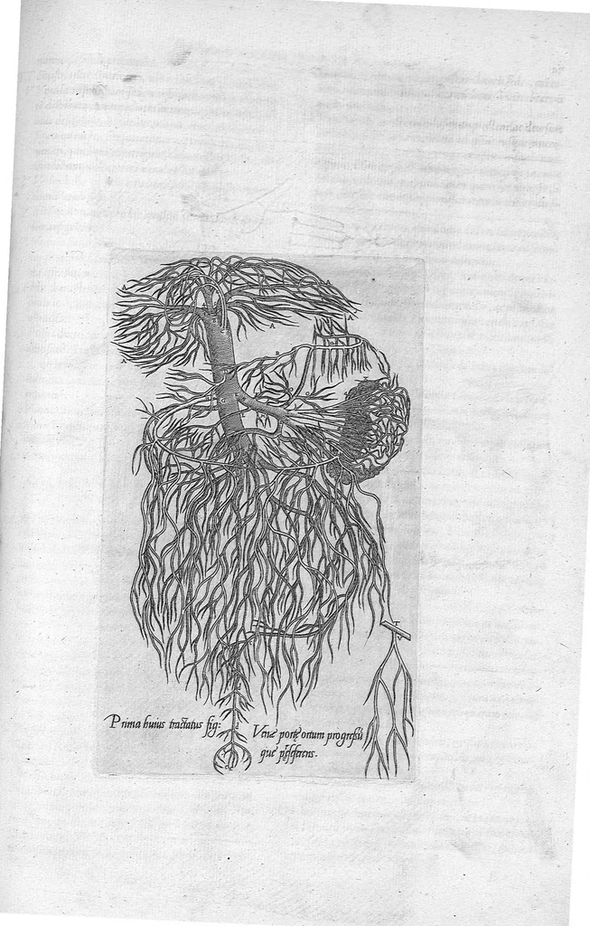 An illustration from Anatomes totius, aere insculpta delineatio, cui addita est Epitome, innumeris mendis repurgata, quam de corporis humani conscripsit... And. Vesalius. Eique accessit partium corporis tum simplicium tum compositarum brevis elucidatio, per Jacobum Grevinum, 1565, leaf 75