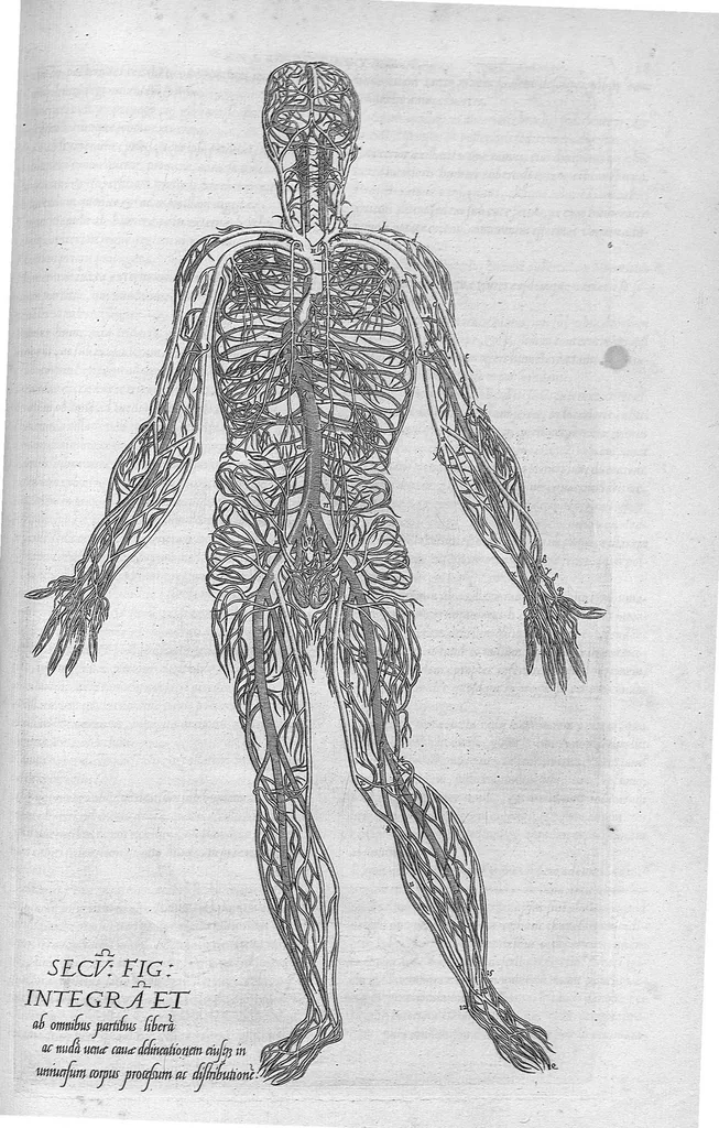 An illustration from Anatomes totius, aere insculpta delineatio, cui addita est Epitome, innumeris mendis repurgata, quam de corporis humani conscripsit... And. Vesalius. Eique accessit partium corporis tum simplicium tum compositarum brevis elucidatio, per Jacobum Grevinum, 1565, leaf 78