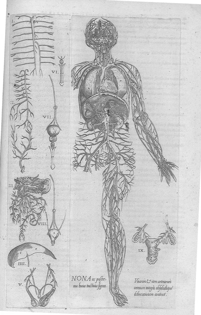 An illustration from Anatomes totius, aere insculpta delineatio, cui addita est Epitome, innumeris mendis repurgata, quam de corporis humani conscripsit... And. Vesalius. Eique accessit partium corporis tum simplicium tum compositarum brevis elucidatio, per Jacobum Grevinum, 1565, leaf 89