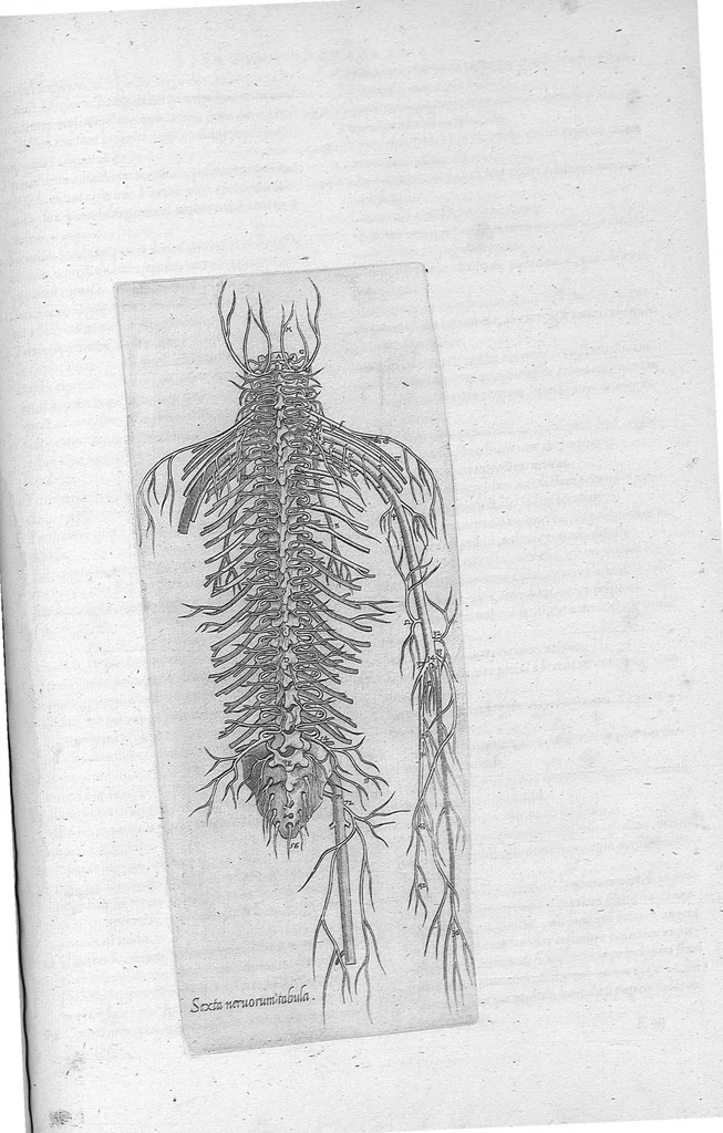 An illustration from Anatomes totius, aere insculpta delineatio, cui addita est Epitome, innumeris mendis repurgata, quam de corporis humani conscripsit... And. Vesalius. Eique accessit partium corporis tum simplicium tum compositarum brevis elucidatio, per Jacobum Grevinum, 1565, leaf 98