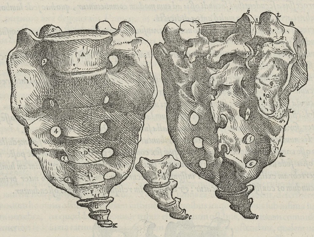 An illustration from Andreae Vesalii,... de Humani corporis fabrica libri septem..., 1543, leaf 100