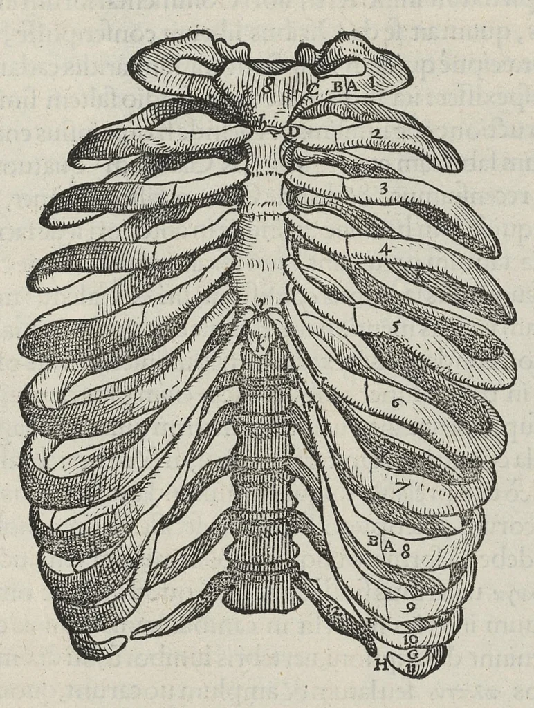 An illustration from Andreae Vesalii,... de Humani corporis fabrica libri septem..., 1543, leaf 107