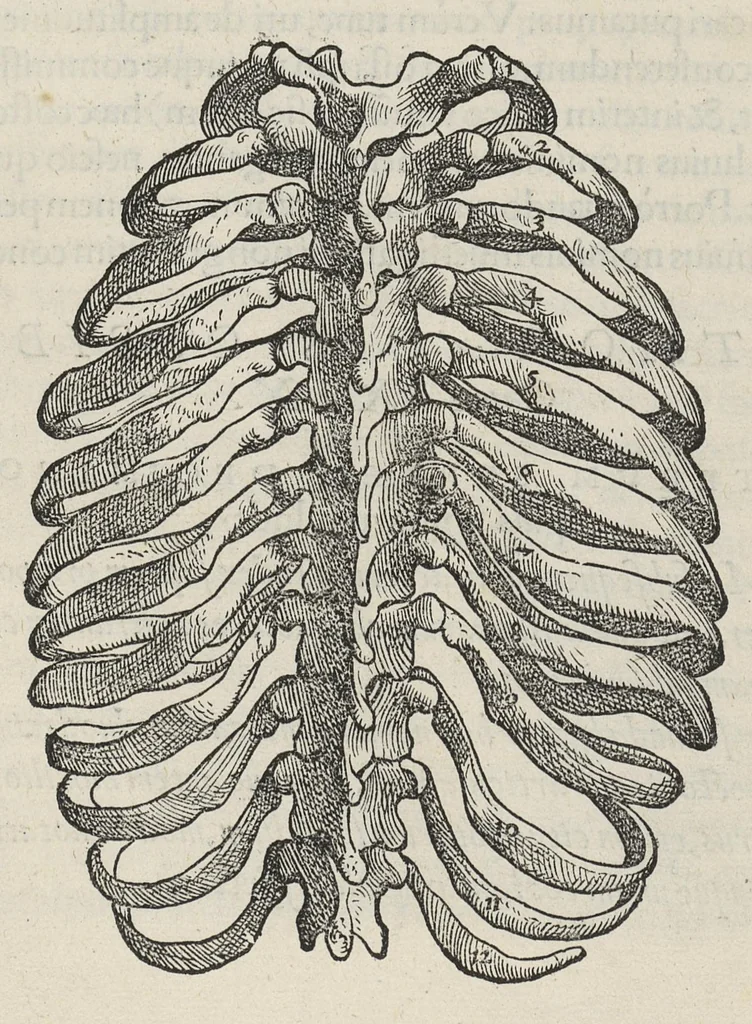 An illustration from Andreae Vesalii,... de Humani corporis fabrica libri septem..., 1543, leaf 107