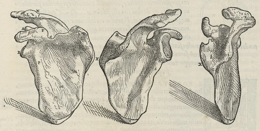 An illustration from Andreae Vesalii,... de Humani corporis fabrica libri septem..., 1543, leaf 115