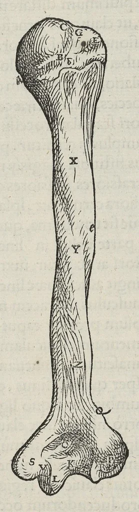 An illustration from Andreae Vesalii,... de Humani corporis fabrica libri septem..., 1543, leaf 125
