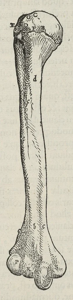 An illustration from Andreae Vesalii,... de Humani corporis fabrica libri septem..., 1543, leaf 125