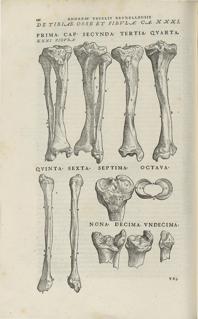 An illustration from Andreae Vesalii,... de Humani corporis fabrica libri septem..., 1543, leaf 157