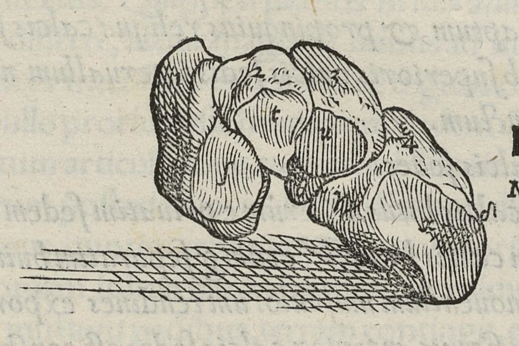 An illustration from Andreae Vesalii,... de Humani corporis fabrica libri septem..., 1543, leaf 164