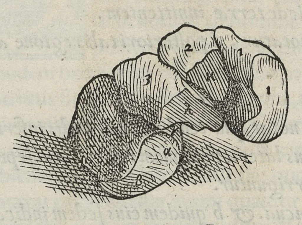 An illustration from Andreae Vesalii,... de Humani corporis fabrica libri septem..., 1543, leaf 164