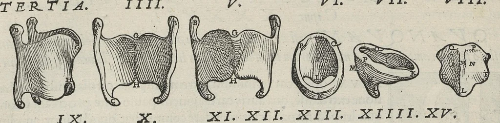 An illustration from Andreae Vesalii,... de Humani corporis fabrica libri septem..., 1543, leaf 173