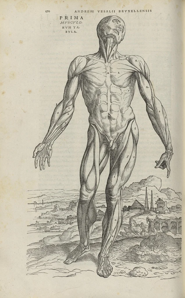An illustration from Andreae Vesalii,... de Humani corporis fabrica libri septem..., 1543, leaf 191
