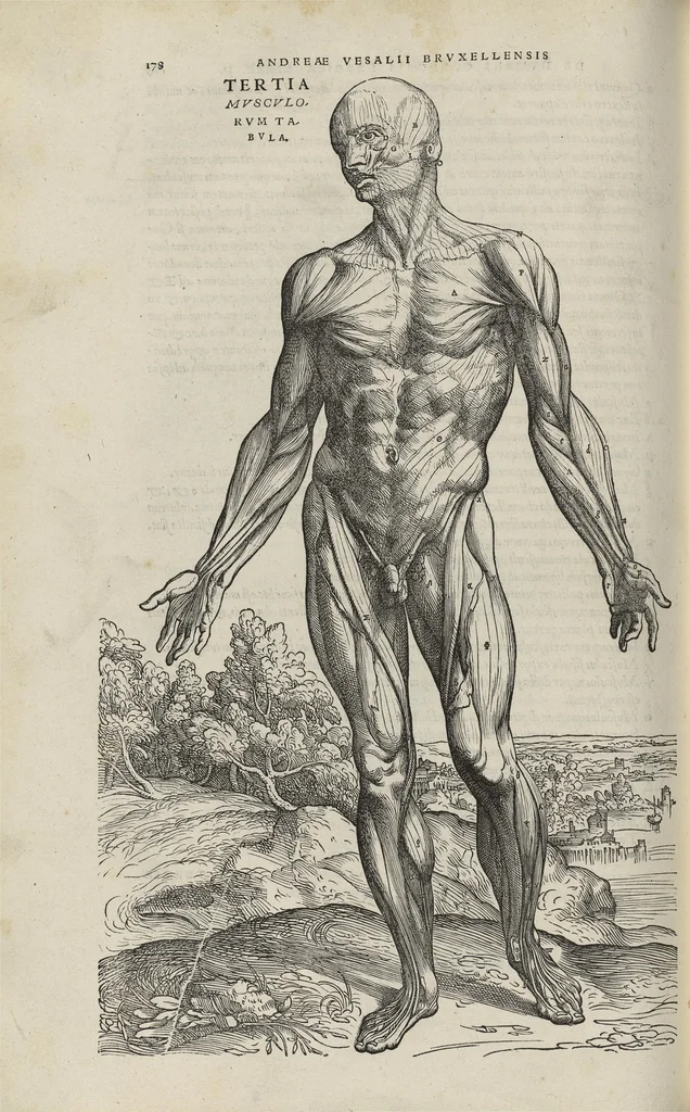 An illustration from Andreae Vesalii,... de Humani corporis fabrica libri septem..., 1543, leaf 199