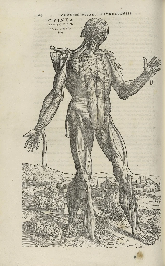 An illustration from Andreae Vesalii,... de Humani corporis fabrica libri septem..., 1543, leaf 205