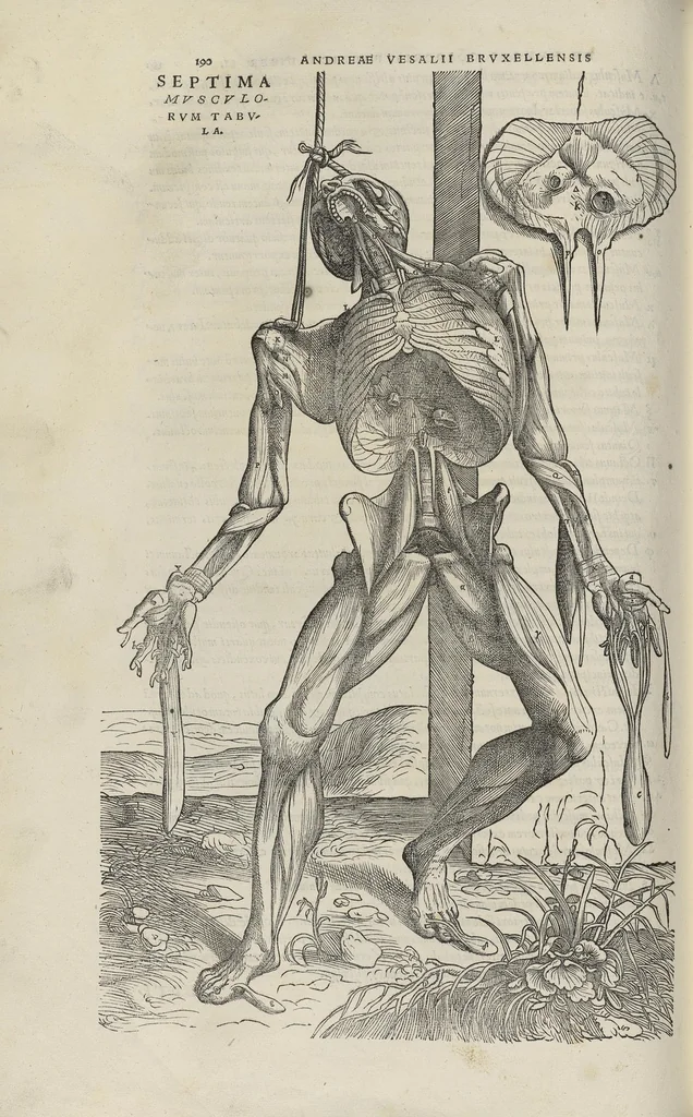 An illustration from Andreae Vesalii,... de Humani corporis fabrica libri septem..., 1543, leaf 211