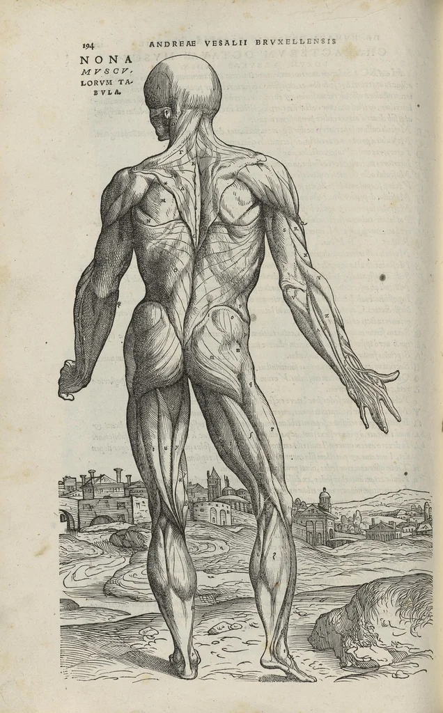 An illustration from Andreae Vesalii,... de Humani corporis fabrica libri septem..., 1543, leaf 215