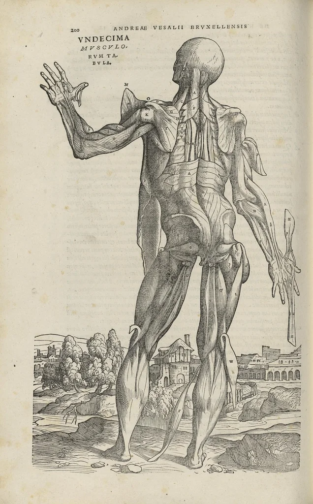 An illustration from Andreae Vesalii,... de Humani corporis fabrica libri septem..., 1543, leaf 221