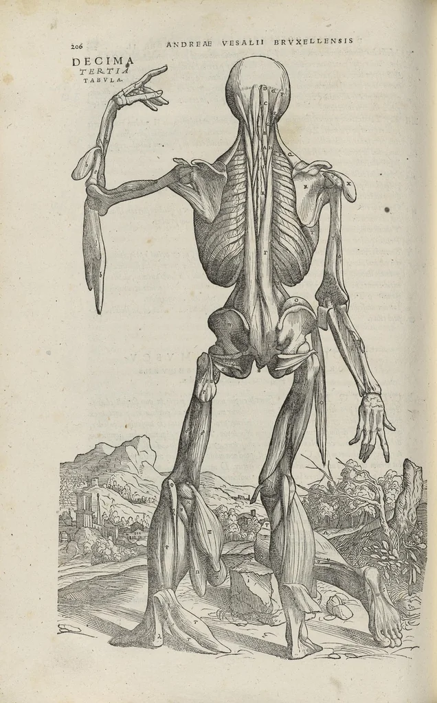 An illustration from Andreae Vesalii,... de Humani corporis fabrica libri septem..., 1543, leaf 227