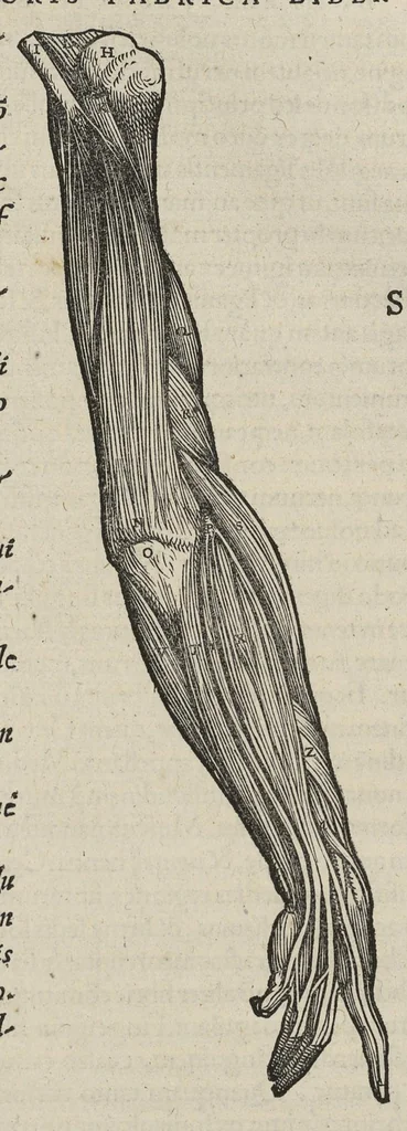 An illustration from Andreae Vesalii,... de Humani corporis fabrica libri septem..., 1543, leaf 240